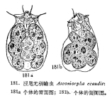 Ascomorpha ecaudis