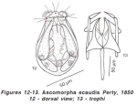 Ascomorpha ecaudis