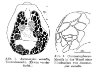 Ascomorpha ecaudis