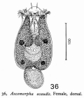 Ascomorpha ecaudis