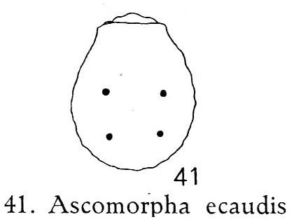 Ascomorpha ecaudis Ascomorpha ecaudis