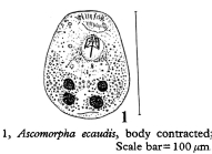 Ascomorpha ecaudis