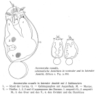 Ascomorpha ecaudis