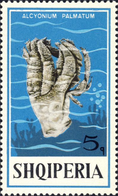 Alcyonium palmatum Alcyonium palmatum