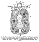 Ascomorpha ecaudis