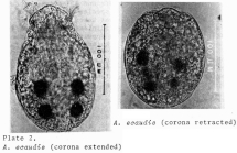 Ascomorpha ecaudis