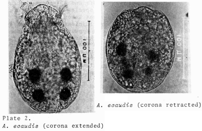 Ascomorpha ecaudis Ascomorpha ecaudis