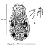 Ascomorpha ecaudis