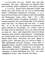 Ascomorpha ecaudis - Original description image