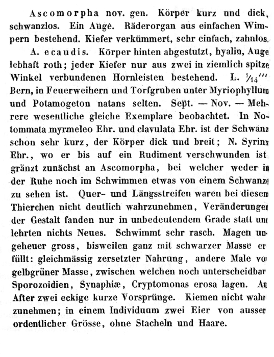 Ascomorpha ecaudis Ascomorpha ecaudis