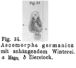 Ascomorpha germanica - Original description image