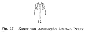 Ascomorpha helvetica