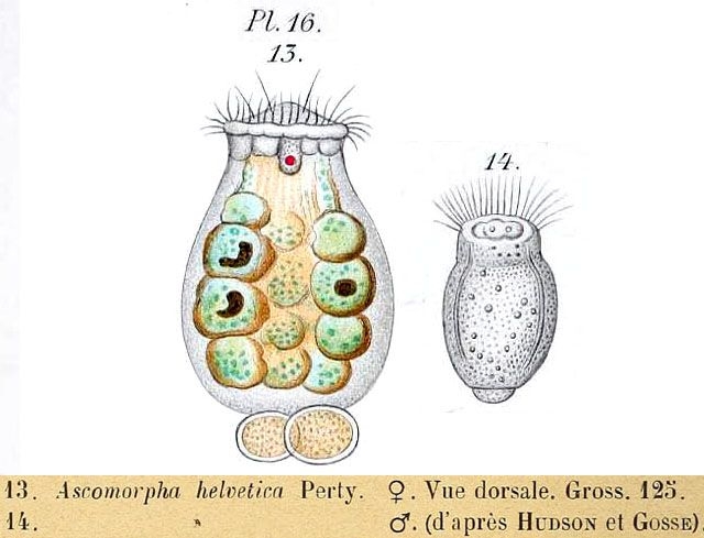 Ascomorpha helvetica Ascomorpha helvetica