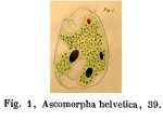 Ascomorpha helvetica - Original description image