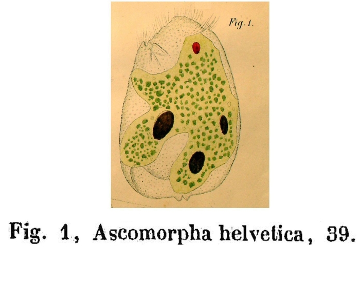 Ascomorpha helvetica - Original description image