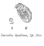 Ascomorpha hyalina - Original description image