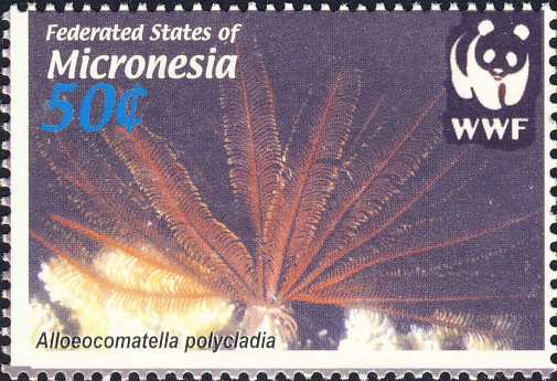 Alloeocomatella polycladia Alloeocomatella polycladia