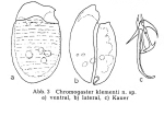 Ascomorpha klementi - Original description image