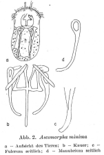 Ascomorpha minima