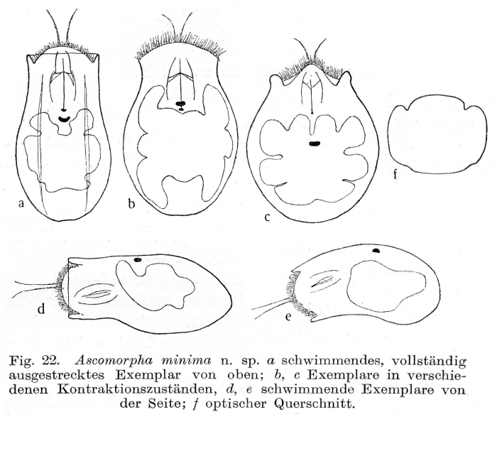 Ascomorpha minima - Original description image
