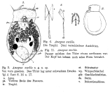 Ascomorpha ovalis