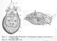 Ascomorpha ovalis