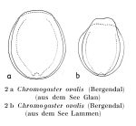 Ascomorpha ovalis