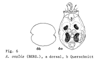 Ascomorpha ovalis