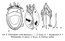 Ascomorpha ovalis
