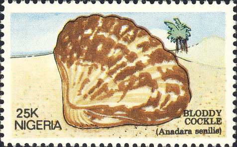 Anadara senilis