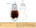 Ascomorpha ovalis