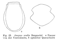 Ascomorpha ovalis