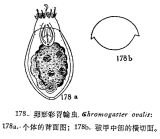 Ascomorpha ovalis