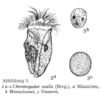 Ascomorpha ovalis