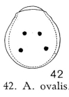 Ascomorpha ovalis