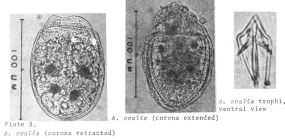 Ascomorpha ovalis