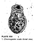 Ascomorpha ovalis