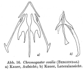 Ascomorpha ovalis