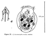 Ascomorpha ovalis