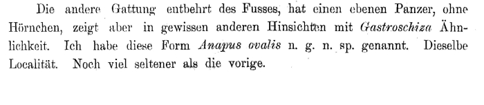 Ascomorpha ovalis - Original description image