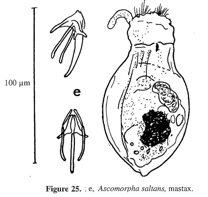 Ascomorpha saltans
