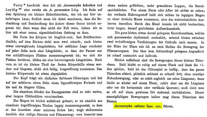 Ascomorpha saltans - Original description image