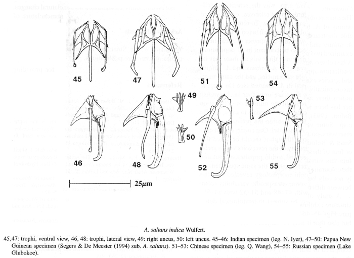 Ascomorpha saltans indica