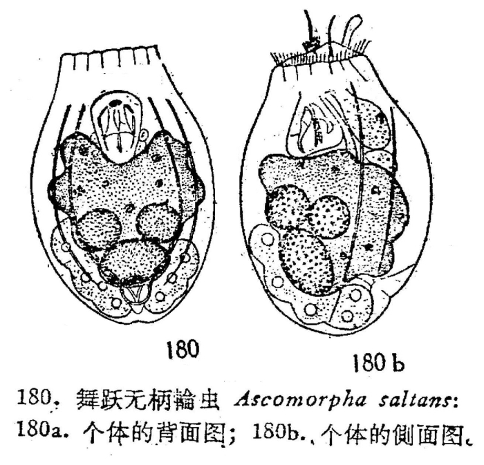 Ascomorpha saltans indica