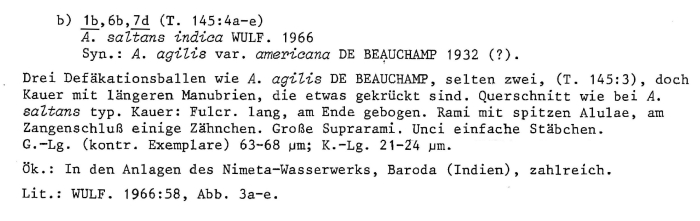 Ascomorpha saltans indica - Original description image