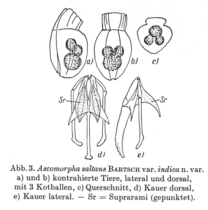Ascomorpha saltans var. indica - Original description image