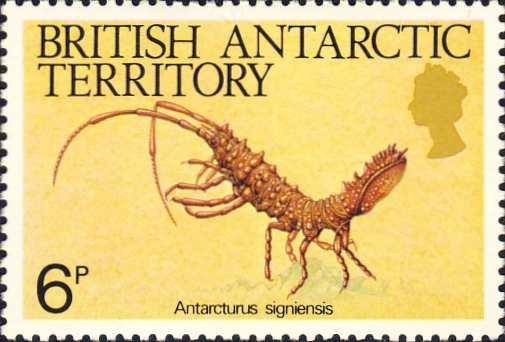 Antarcturus signiensis Antarcturus signiensis