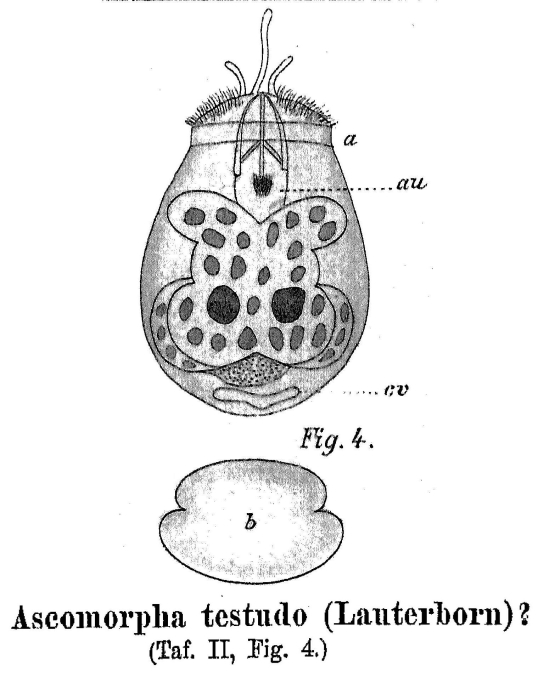 Ascomorpha testudo