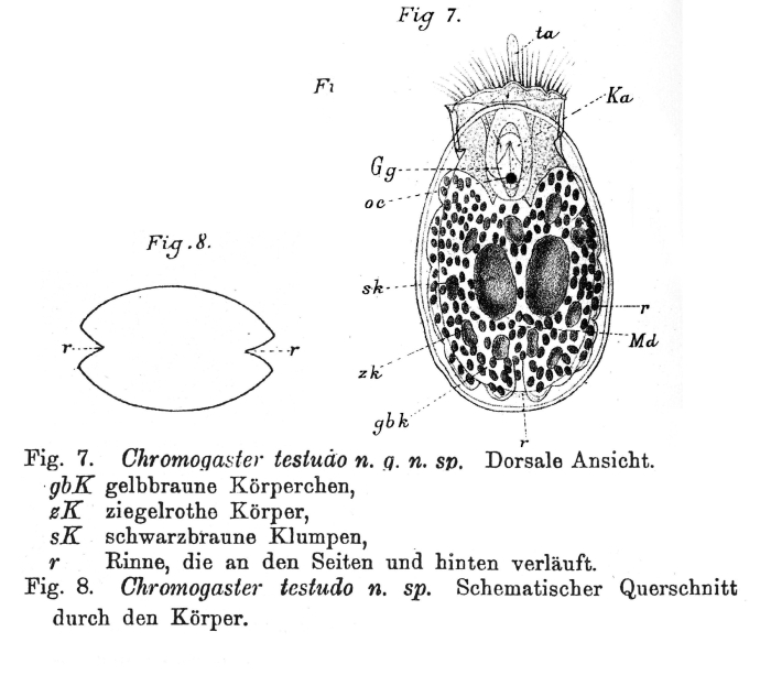 Ascomorpha testudo - Original description image