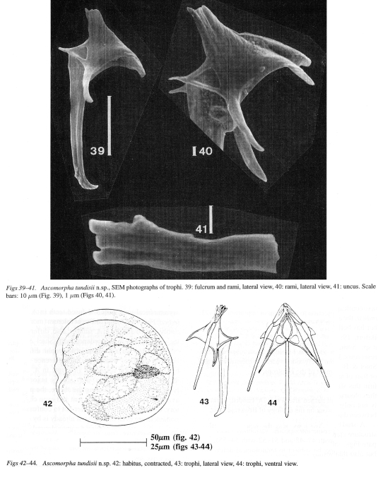 Ascomorpha tundisii - Original description image